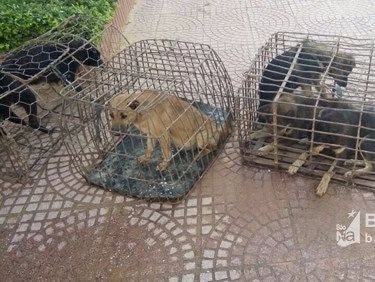 Bị truy đuổi, 'cẩu tặc nổ súng bắn 2 người bị thương