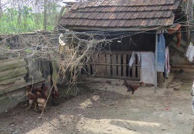 Nghĩa Đàn: Chợ xã 'biến' thành chuồng nuôi lợn, gà !