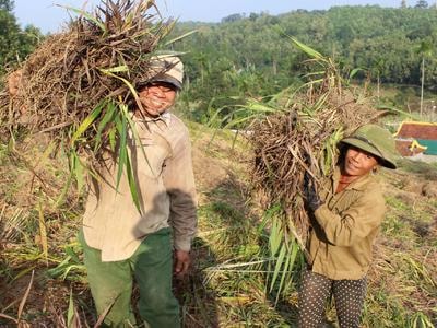 Nông dân Nghệ An vào mùa thu hoạch rễ hương