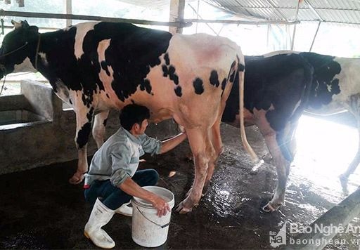 Triển vọng nghề nuôi bò sữa ở Quỳnh Lưu