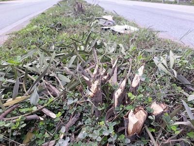 Nhiều cây xanh giữa giải phân cách Quốc lộ 1A bị chặt phá