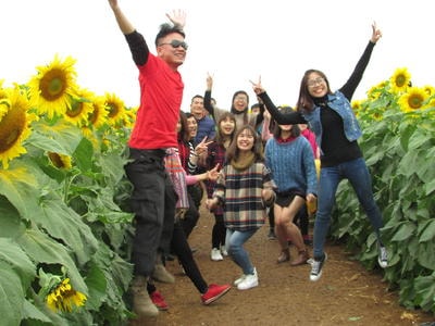 Cánh đồng hoa hướng dương Nghệ An sẽ nở rộ từ tháng 1/2018