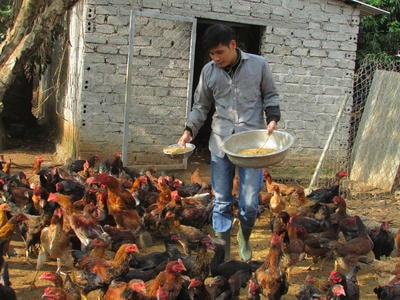 Cử nhân môi trường về quê lập trại nuôi gà