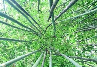 Ngắm rừng măng ở miền Tây Nghệ An đẹp như phim dã sử