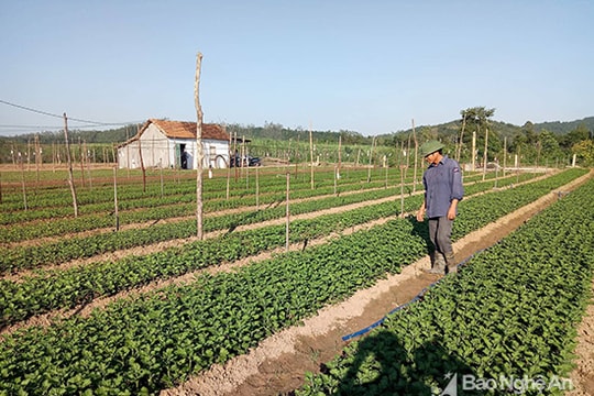 Nông dân Thái Hòa tất bật vào vụ trồng hoa Tết