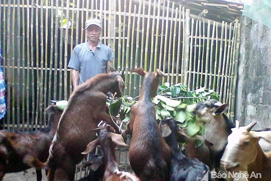 Nông dân Nghi Lộc thu nhập cao từ chăn nuôi dê