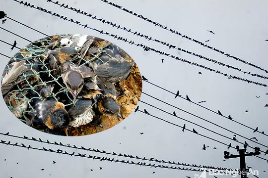 Thiên la địa võng bẫy tận diệt chim én ở Nghệ An