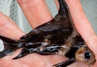 Ngồi tù hơn 3 năm vì bắt một con cá nửa lạng