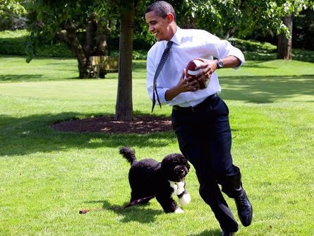 Giảm nguy cơ tim mạch nhờ… nuôi chó