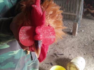 9X đeo kính cho gà đem lại thu nhập 'khủng'