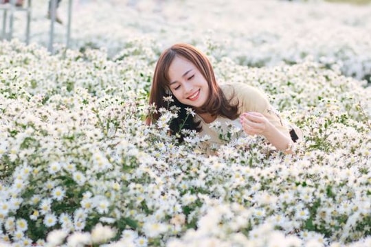 Mùa đông gõ cửa, cúc họa mi đẹp đến nao lòng