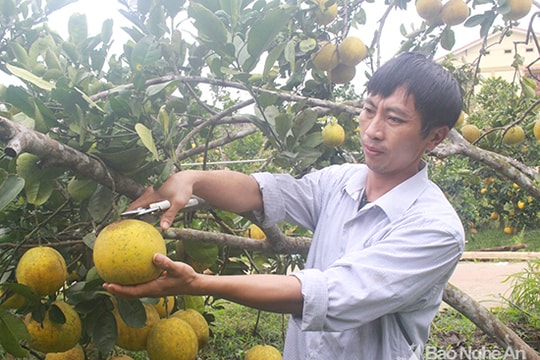 Cây có múi ở Thanh Chương cho lãi ròng 350 triệu đồng/năm