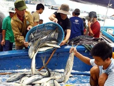 Phạt đến 1 tỷ đồng nếu làm thiệt hại đến nguồn lợi thủy sản