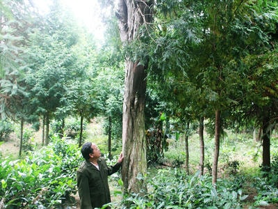 Người sở hữu 2.500 gốc sa mu, pơ mu quý hiếm ở Nghệ An
