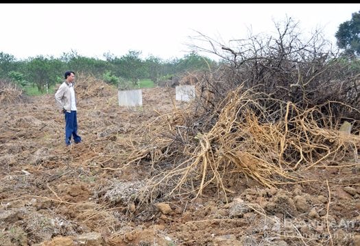 Nông dân vùng cam đặc sản chặt bỏ cả vườn vì nhiễm bệnh