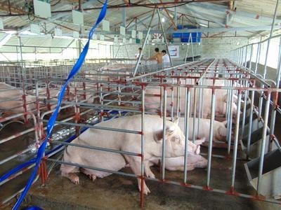 Giá lợn hơi giảm sâu, người nuôi hạn chế tái đàn cuối năm