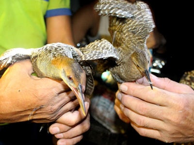 Muôn kiểu bẫy chim trời, tận diệt thú rừng