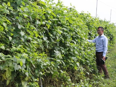 Thảo dược - kho báu 'triệu đô' ở Nghệ An được đánh thức