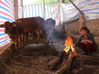 Cách phòng, chống rét hiệu quả cho gia súc