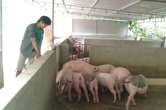 Hiệu quả từ nuôi giun quế tạo phân vi sinh