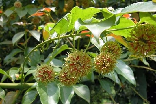 5 bài thuốc chữa nhức đầu, hoa mắt hiệu quả