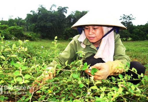 Trồng cà gai leo ở 'miền dược liệu'