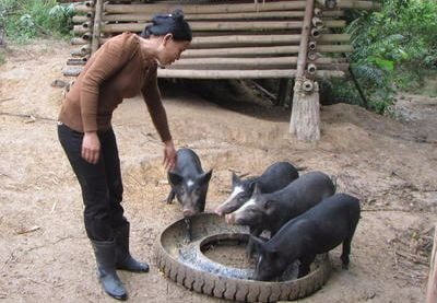 Nhiều hộ nông dân nuôi lợn đen lai lợn rừng phục vụ Tết.