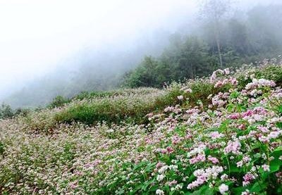 Nghệ An: Trồng thử nghiệm 2 ha hoa tam giác mạch