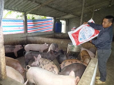 Nông dân Yên Thành tái đàn chăn nuôi phục vụ Tết Nguyên đán