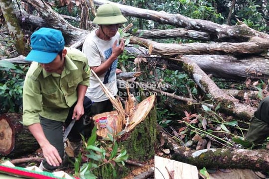 Khởi tố 6 bị can trong vụ 13 cây Pơ mu ở Khu BTTN Pù Huống bị đốn hạ