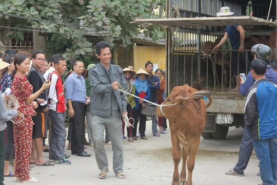Trao hộ nghèo cơ hội phát triển từ chăn nuôi trâu bò