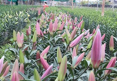 Nghi Lộc sản xuất hoa ly trong nhà lưới
