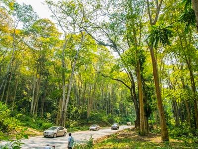 Trăn trở sự nghiệp trồng rừng ở Nghệ An