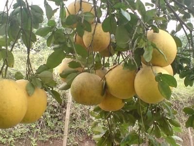 Ngọt thơm bưởi Diễn trồng trên đất Thanh Chương