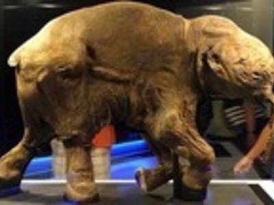 Xác voi ma mút đầy đủ da lông vùi dưới băng 42.000 năm