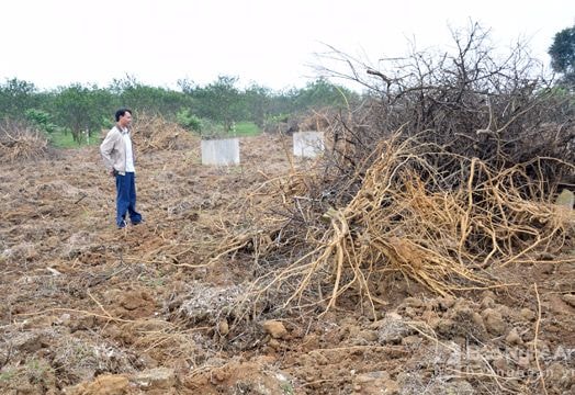 Giống kém, một số diện tích cam Quỳ Hợp phải chặt bỏ