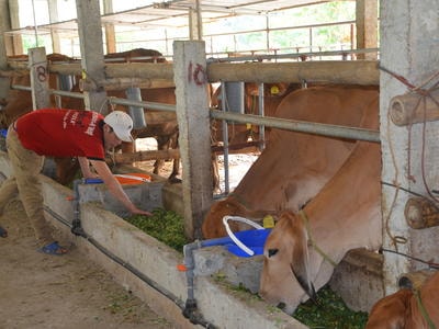 Ứng dụng KHKT chăn nuôi bò cái sinh sản Brahman thuần