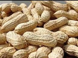 Diễn Châu thu 900 tấn lạc đông