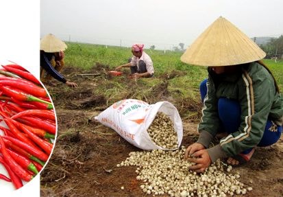 Nhà nông gặp khó khi đề nghị cấp bằng sáng chế khoa học