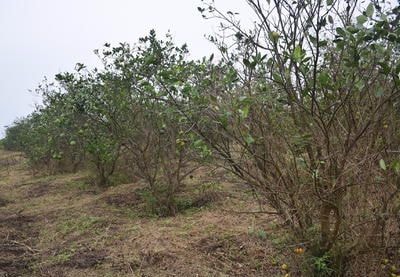 Người trồng cam ở Nghệ An lao đao vì giống kém chất lượng