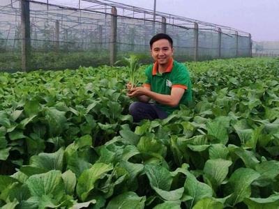 Rau sạch thành phố Vinh sẽ được dán tem truy xuất nguồn gốc