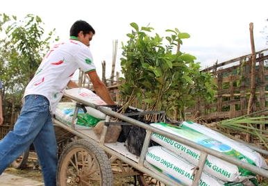 Đồng bào Thái lần đầu tiên trồng ổi ngoại