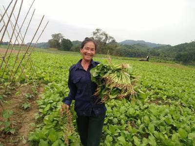 Nông dân Anh Sơn bước vào vụ thu hoạch sớm rau vụ đông