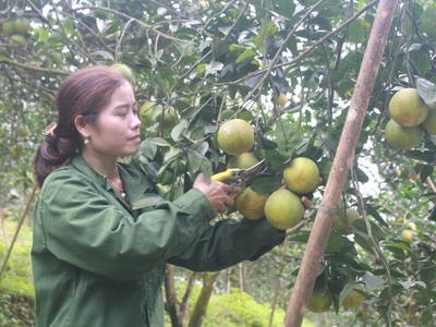 Loạn nguồn giống cam, thiếu cây đầu dòng