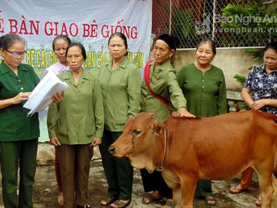 Hiệu quả chương trình hỗ trợ bê cho cựu thanh niên xung phong của Vingroup