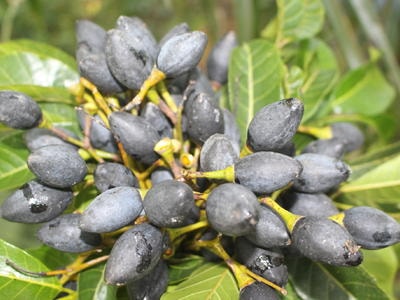 Trám đen Thanh Chương được chế biến theo công nghệ mới, có mặt ở siêu thị