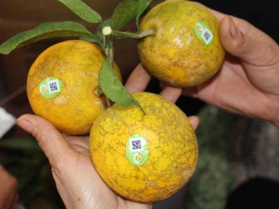 Tập huấn bảo hộ quyền sở hữu trí tuệ đặc sản địa phương