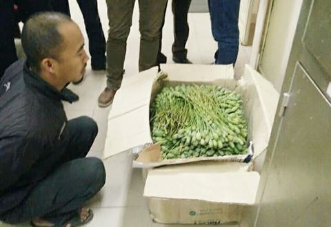 Ham 3 triệu đồng, lái buôn thảo mộc vận chuyển thuê hoa anh túc