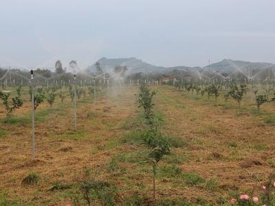 Sớm áp dụng quy trình trồng cam sạch bệnh