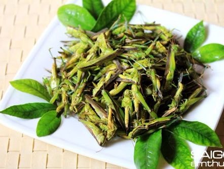 Săn châu chấu kiếm tiền triệu mỗi ngày